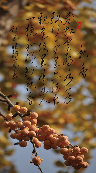 8顾玉旺作品 《秋香》释文：飞虹云约水一方，致行千里亦清长 。亲逢故里月近人，一挽和风到秋香。.jpg