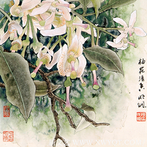 《柚花溢香》