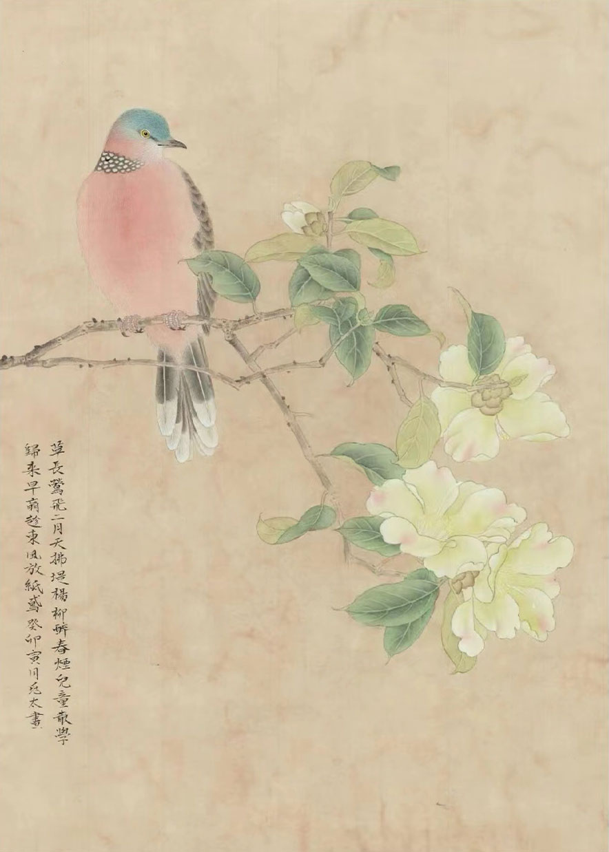 斑鸠茶花图69×46